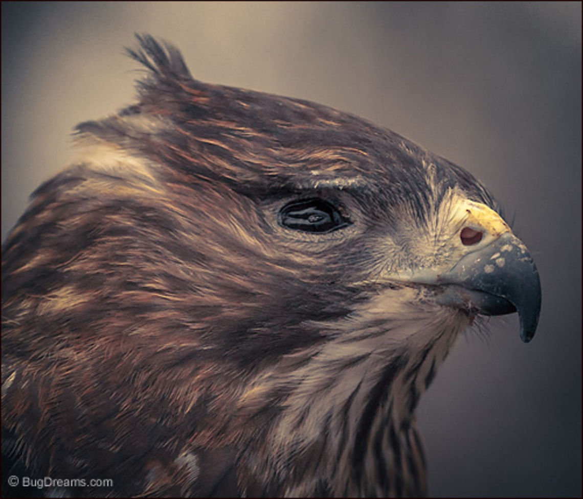 The Logic of the Sky | Buteo platypterus A one-eyed Broad-Winged Hawk listens<br />
 to the wind, divining the logic of the sky.<br />
<br />
Wild Light Post: <a href="http://www.bugdreams.com/archives/logic-of-the-sky/" rel="nofollow">http://www.bugdreams.com/archives/logic-of-the-sky/</a> Broad-Winged Hawk,Broad-winged Hawk,Buteo platypterus,bird,blind,flight,hawk,male,predator,raptor,sight,vision,wild,wildlife,wings