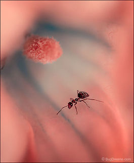 Unraveling Petals | Tetramorium caespitum An ant unravels every petal, mapping
 the trajectory of her elaborate universe.

Wild Light Post: http://www.bugdreams.com/archives/unraveling-petals/
 Formicidae,Pavement ant,Tetramorium caespitum,ant,biodiversity,flower,insect,invertebrate,nature,road,wild,wildlife