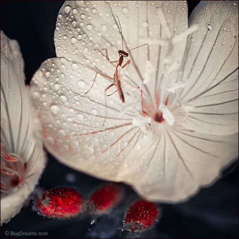 Sterile Jewels | Tenodera aridifolia sinensis A garden trespasser waits on a bed of sterile jewels,
 filtering the strange results of mantid cryptography.

Wild Light Post: http://www.bugdreams.com/archives/sterile-jewels/ Chinese Mantis,Dictyoptera,Mantidae,Tenodera aridifolia sinensis,Tenodera sinensis,entomology,flower,garden,insect,invertebrate,mantid,mantis,nature,nymph,praying mantis,wildlife