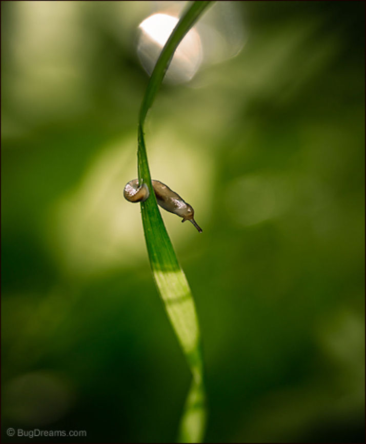 Spring's First Breeze | Dusky slug The slowest acrobat slips into a pocket<br />
 of sunlight, unlocking the mystery<br />
 of Spring&#039;s first breeze.<br />
<br />
Wild Light Post: <a href="http://www.bugdreams.com/archives/spring-breeze/" rel="nofollow">http://www.bugdreams.com/archives/spring-breeze/</a><br />
 Arion fuscus,Arion subfuscus,Draparnaud,Spring,biodiversity,dusky slug,garden,invertebrate,nature,spring,sun,sunlight