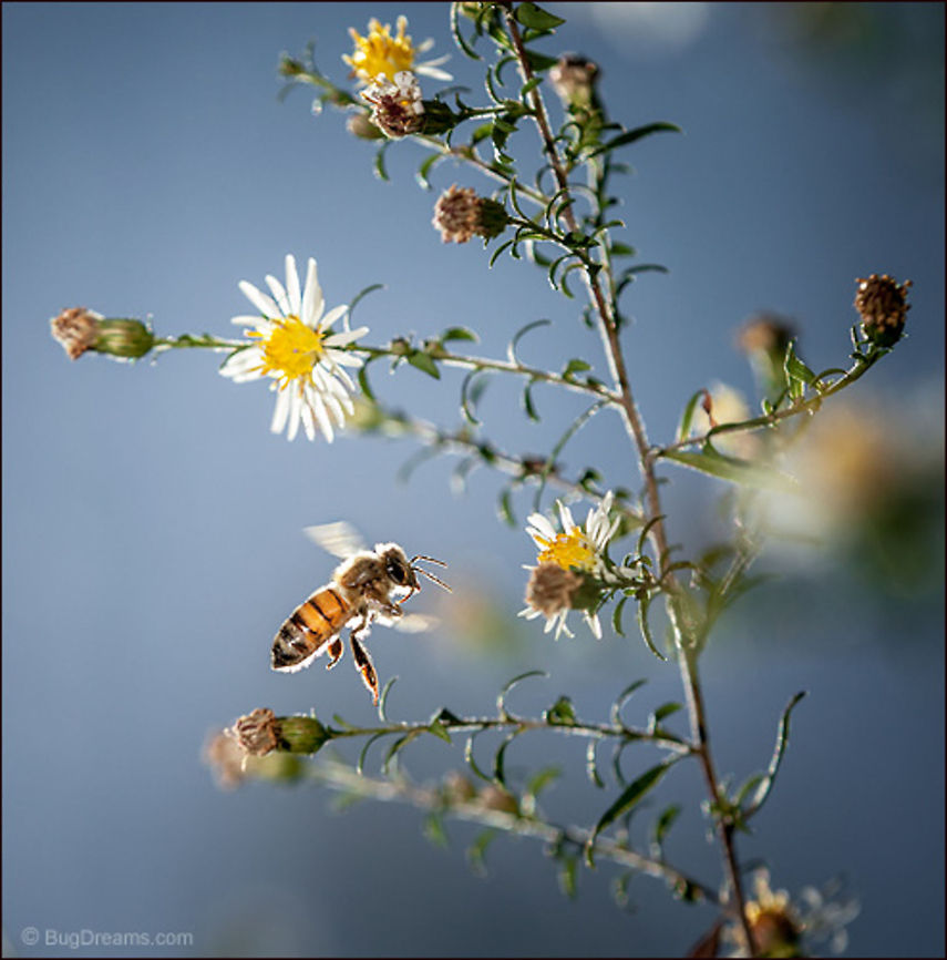 A Race to Oblivion | Apis mellifera A sun-lit showgirl with a nervy reputation<br />
 takes another step in a race to oblivion.<br />
<br />
Wild Light Post: <a href="http://www.bugdreams.com/archives/oblivion/" rel="nofollow">http://www.bugdreams.com/archives/oblivion/</a><br />
 Apis mellifera,Apis mellifera ligustica,European honey bee,Italian honey bee,Western honey bee,apis,bee,beekeeping,daisy,flight,flower,garden,honey bee,insect,pollen,pollinate,sun,wildflower,wings