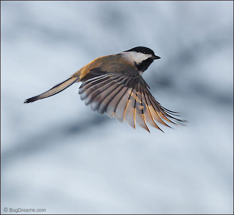 Cutting Loose | Black-capped Chickadee The sun's last rays follow a chickadee
 happy to cut loose from a jaded past.

Wild Light Post: http://www.bugdreams.com/archives/cutting-loose/ Black-capped Chickadee,Poecile atricapillus,bird,chickadee,flight,motion,nature,songbird,sun,sunlight,wild,wildlife,wings