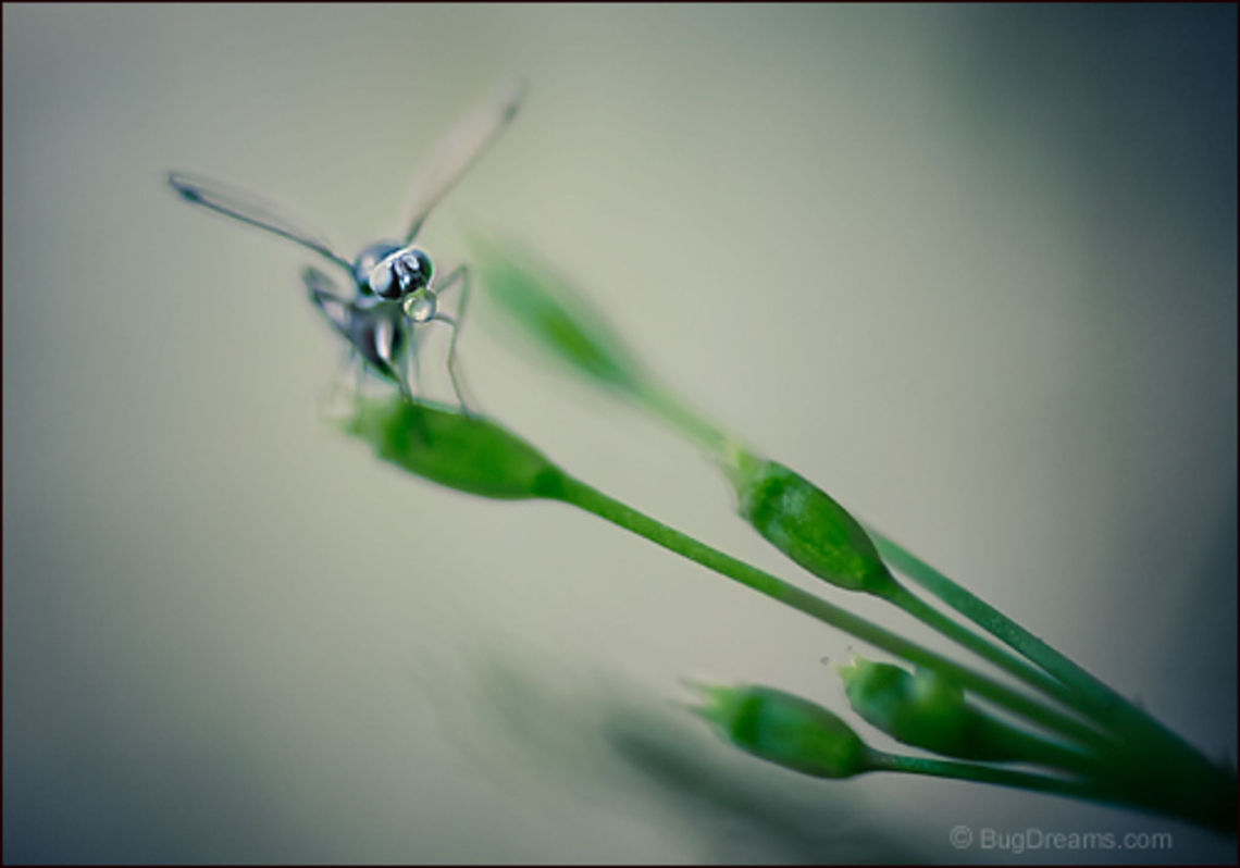 Blowing Bubbles | Fly A delinquent fly on the lam blowing bubbles,<br />
 exploding the peace, waking the entire garden.<br />
<br />
Wild Light Post: <a href="http://www.bugdreams.com/archives/blowing-bubbles/" rel="nofollow">http://www.bugdreams.com/archives/blowing-bubbles/</a> biodiversity,bubble,fly,green,insect,invertebrate,nature,wildlife,wings