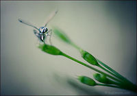 Blowing Bubbles | Fly A delinquent fly on the lam blowing bubbles,<br />
 exploding the peace, waking the entire garden.<br />
<br />
Wild Light Post: http://www.bugdreams.com/archives/blowing-bubbles/ biodiversity,bubble,fly,green,insect,invertebrate,nature,wildlife,wings