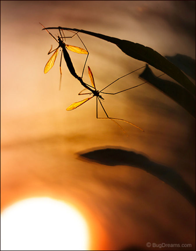 Burning Out the Day | Crane fly A confusion of legs eclipse the sinking sun,<br />
obsolete relics in love, burning out the day.<br />
<br />
Wild Light Post: <a href="http://www.bugdreams.com/archives/sinking-sun/" rel="nofollow">http://www.bugdreams.com/archives/sinking-sun/</a><br />
Tipulidae,biodiversity,crane fly,flight,garden,gollywhopper,insect,invertebrate,legs,mate,mating,sex,sunlight,wildlife,wings