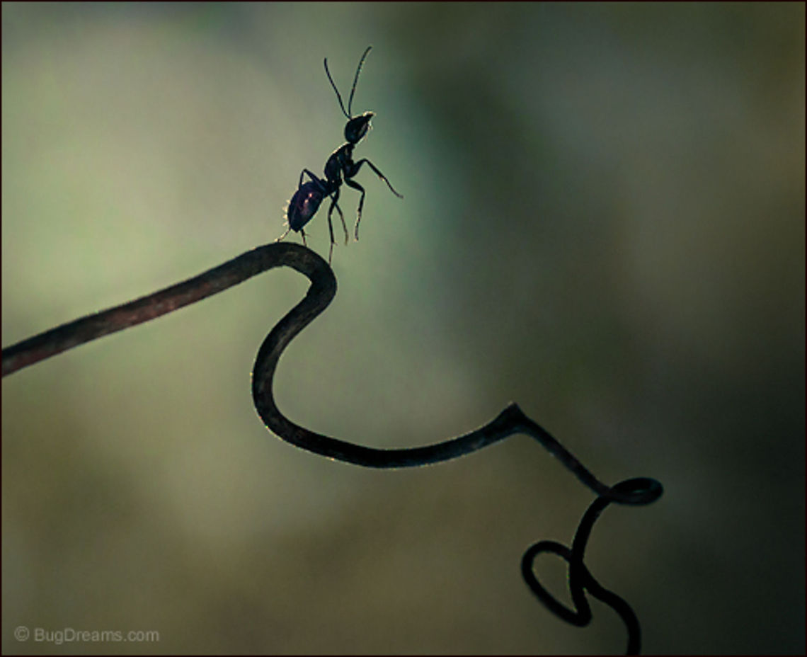 Toppling Angels | Camponotus pennsylvanicus A star-crossed ant topples angels<br />
 from their perch before the universe<br />
 breaks up and winks out.<br />
<br />
Wild Light Post: <a href="http://www.bugdreams.com/archives/toppling-angels/" rel="nofollow">http://www.bugdreams.com/archives/toppling-angels/</a><br />
 Black carpenter ant,Camponotus pennsylvanicus,Eastern black carpenter ant,Formicidae,ant,biodiversity,carpenter ant,insect,invertebrate,nature,wild,wildlife