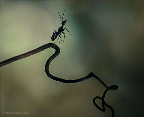 Toppling Angels | Camponotus pennsylvanicus A star-crossed ant topples angels
 from their perch before the universe
 breaks up and winks out.

Wild Light Post: http://www.bugdreams.com/archives/toppling-angels/
 Black carpenter ant,Camponotus pennsylvanicus,Eastern black carpenter ant,Formicidae,ant,biodiversity,carpenter ant,insect,invertebrate,nature,wild,wildlife
