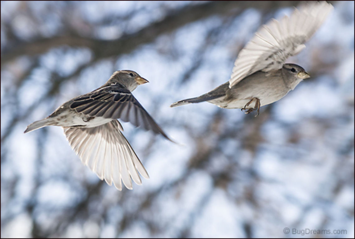 Winter's End | Passer domesticus A songbird couple steals gossip from the wind,<br />
 rumors of winter&#039;s end echoed<br />
 in each beating wing.<br />
<br />
Wild Light Post: <a href="http://www.bugdreams.com/archives/winters-end/" rel="nofollow">http://www.bugdreams.com/archives/winters-end/</a> House Sparrow,Passer domesticus,bird,birdwatching,flight,nature,passer domesticus,songbird,sparrow,wild,wildlife,wings,winter