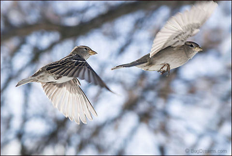 Winter's End | Passer domesticus A songbird couple steals gossip from the wind,
 rumors of winter's end echoed
 in each beating wing.

Wild Light Post: http://www.bugdreams.com/archives/winters-end/ House Sparrow,Passer domesticus,bird,birdwatching,flight,nature,passer domesticus,songbird,sparrow,wild,wildlife,wings,winter
