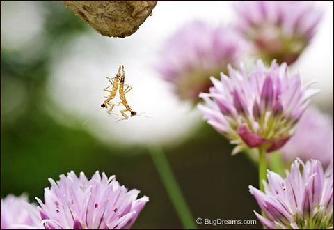 Bewitched | Tenodera aridifolia sinensis Newborn mantids escape their womb,
 doppelg&auml;nger sisters ready to bewitch
 an unsuspecting world.

Wild Light Post: http://www.bugdreams.com/archives/bewitched/ Chinese Mantis,Dictyoptera,Mantidae,Tenodera aridifolia sinensis,Tenodera sinensis,birth,entomology,flower,garden,insect,invertebrate,mantid,mantis,nymph,praying mantis