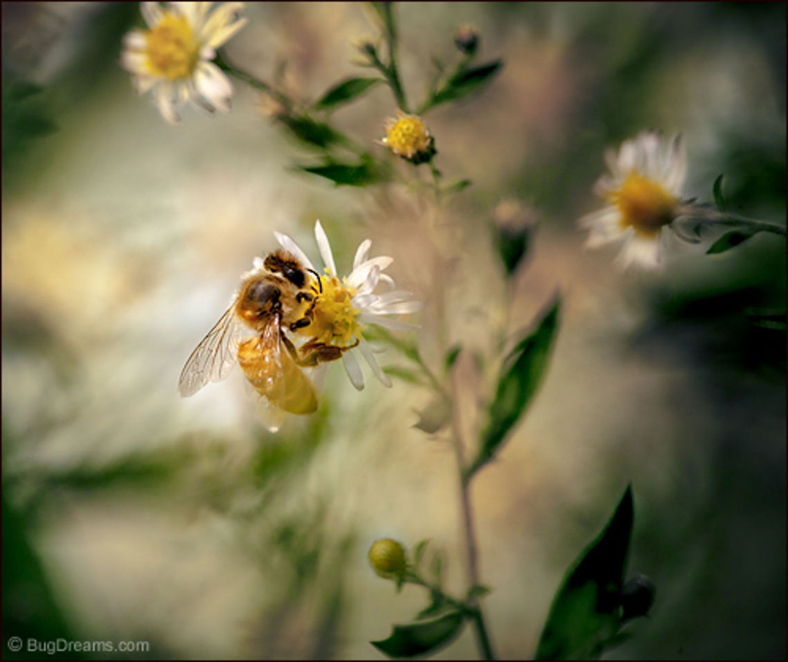 Fire of the Sun | Apis mellifera A yellow probe collects the fire of the sun,<br />
 leaving behind a bright flash of elegance.<br />
<br />
Wild Light Post: <a href="http://www.bugdreams.com/archives/fire-of-the-sun/" rel="nofollow">http://www.bugdreams.com/archives/fire-of-the-sun/</a> Apis mellifera,Apis mellifera ligustica,European honey bee,Italian honey bee,Western honey bee,bee,beekeeping,daisy,flight,flower,honey bee,honeybee,insect,invertebrate,pollen,pollinate,sun,sunlight,wild,wildlife