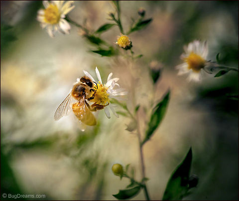 Fire of the Sun | Apis mellifera A yellow probe collects the fire of the sun,
 leaving behind a bright flash of elegance.

Wild Light Post: http://www.bugdreams.com/archives/fire-of-the-sun/ Apis mellifera,Apis mellifera ligustica,European honey bee,Italian honey bee,Western honey bee,bee,beekeeping,daisy,flight,flower,honey bee,honeybee,insect,invertebrate,pollen,pollinate,sun,sunlight,wild,wildlife