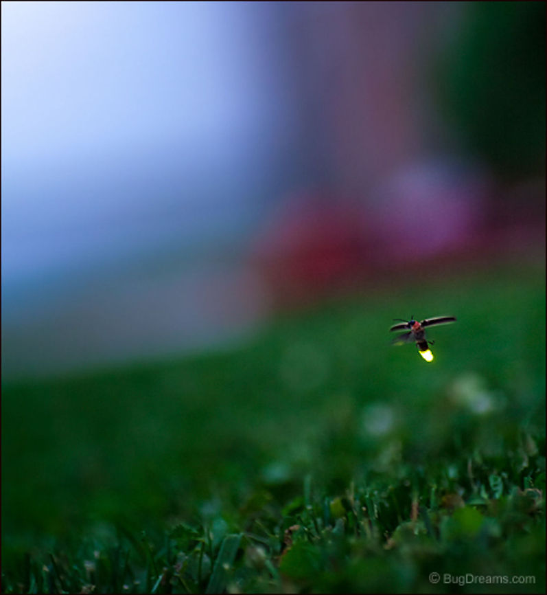 So Much Music | Photinus pyralis A beacon lights the way to a future summer,<br />
 so much music, so much silence.<br />
<br />
Wild Light Post: <a href="http://www.bugdreams.com/archives/so-much-music/" rel="nofollow">http://www.bugdreams.com/archives/so-much-music/</a> Photinus,Photinus pyralis,Photinus pyralis Blow,beetle,bioluminescence,dusk,evening,firefly,glow,glowworm,grass,insect,invertebrate,lawn,light,lightning bug,luciferin,night,summer