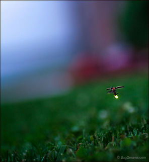 So Much Music | Photinus pyralis A beacon lights the way to a future summer,
 so much music, so much silence.

Wild Light Post: http://www.bugdreams.com/archives/so-much-music/ Photinus,Photinus pyralis,Photinus pyralis Blow,beetle,bioluminescence,dusk,evening,firefly,glow,glowworm,grass,insect,invertebrate,lawn,light,lightning bug,luciferin,night,summer