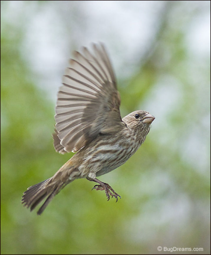 Spring is Gone | Carpodacus mexicanus A finch moves slowly, taking her time,<br />
 before Spring is gone for good.<br />
<br />
Wild Light Post: <a href="http://www.bugdreams.com/archives/spring-is-gone/" rel="nofollow">http://www.bugdreams.com/archives/spring-is-gone/</a> Carpodacus mexicanus,Fringillidae,House Finch,bird,finch,flight,green,nature,songbird,spring,wild,wildlife,wings