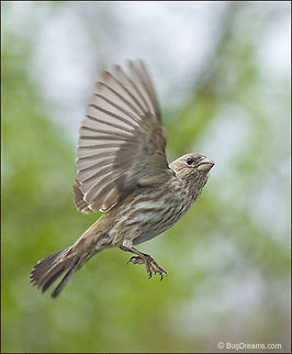 Spring is Gone | Carpodacus mexicanus A finch moves slowly, taking her time,
 before Spring is gone for good.

Wild Light Post: http://www.bugdreams.com/archives/spring-is-gone/ Carpodacus mexicanus,Fringillidae,House Finch,bird,finch,flight,green,nature,songbird,spring,wild,wildlife,wings