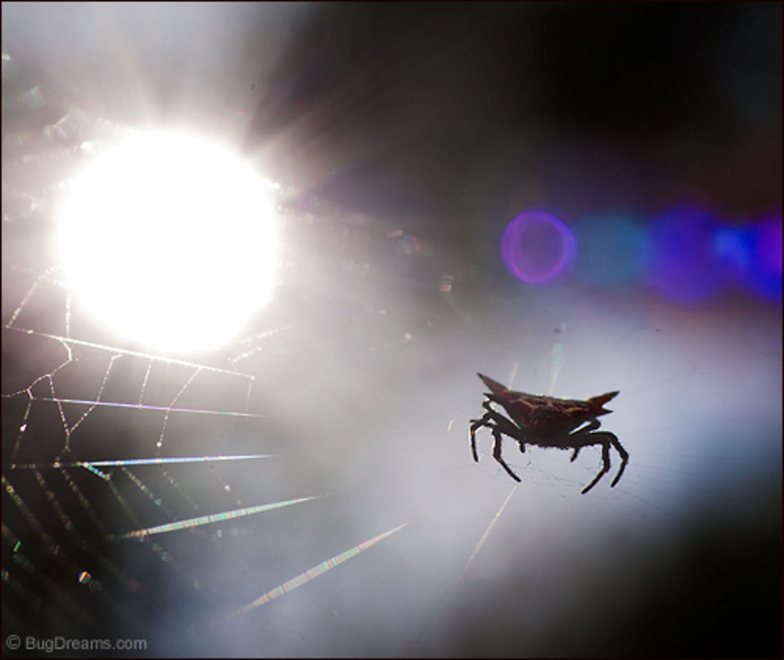 Capturing Angels | Gasteracantha cancriformis Pulling the strings of the night, a Jewel spider<br />
 captures angels lost in every dark corner.<br />
<br />
Wild Light Post: <a href="http://www.bugdreams.com/archives/capturing-angels/" rel="nofollow">http://www.bugdreams.com/archives/capturing-angels/</a> Gasteracantha cancriformis,Jewel spider,arachnid,biodiversity,invertebrate,light,nature,spider,sun,web,wildlife