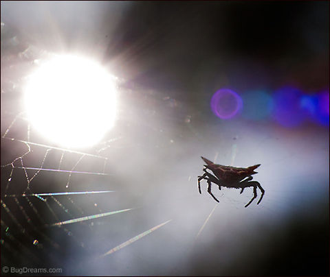 Capturing Angels | Gasteracantha cancriformis Pulling the strings of the night, a Jewel spider
 captures angels lost in every dark corner.

Wild Light Post: http://www.bugdreams.com/archives/capturing-angels/ Gasteracantha cancriformis,Jewel spider,arachnid,biodiversity,invertebrate,light,nature,spider,sun,web,wildlife