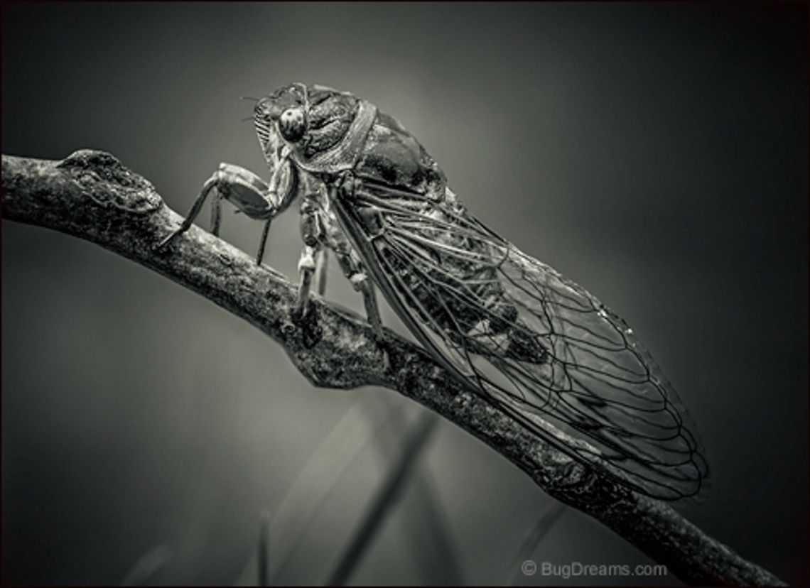 Runaway | Tibicen canicularis A young in a new world, a Dog-day Cicada<br />
 wakes the sky from its sleep.<br />
<br />
Wild Light Post: <a href="http://www.bugdreams.com/archives/runaway/" rel="nofollow">http://www.bugdreams.com/archives/runaway/</a> Dog-day Cicada,Dogday harvestfly,Tibicen canicularis,biodiversity,bug,cicada,insect,invertebrate,nature,sound,wildlife