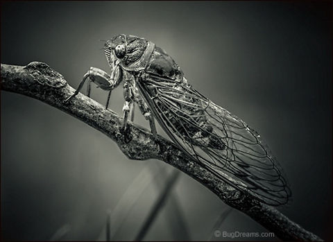 Runaway | Tibicen canicularis A young in a new world, a Dog-day Cicada
 wakes the sky from its sleep.

Wild Light Post: http://www.bugdreams.com/archives/runaway/ Dog-day Cicada,Dogday harvestfly,Tibicen canicularis,biodiversity,bug,cicada,insect,invertebrate,nature,sound,wildlife