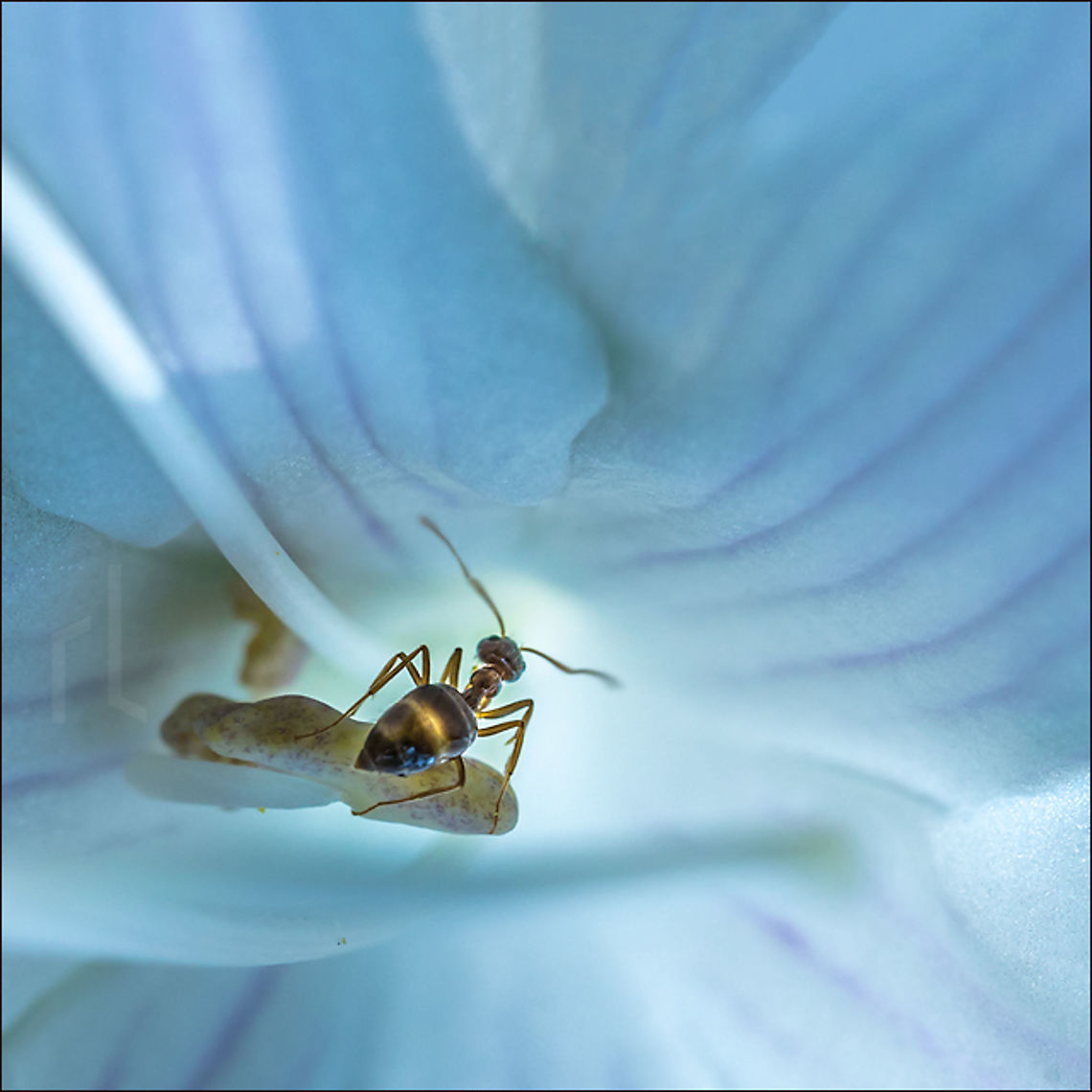 The Explorer    • Odorous House Ant<br />
<br />
Tapinoma sessile Dolichoderinae,Geotagged,Odorous House Ant,Summer,Tapinoma sessile,United States,ant,biodiversity,flower,insect,invertebrate,nature,pollen,stink ant,sugar ant,wild
