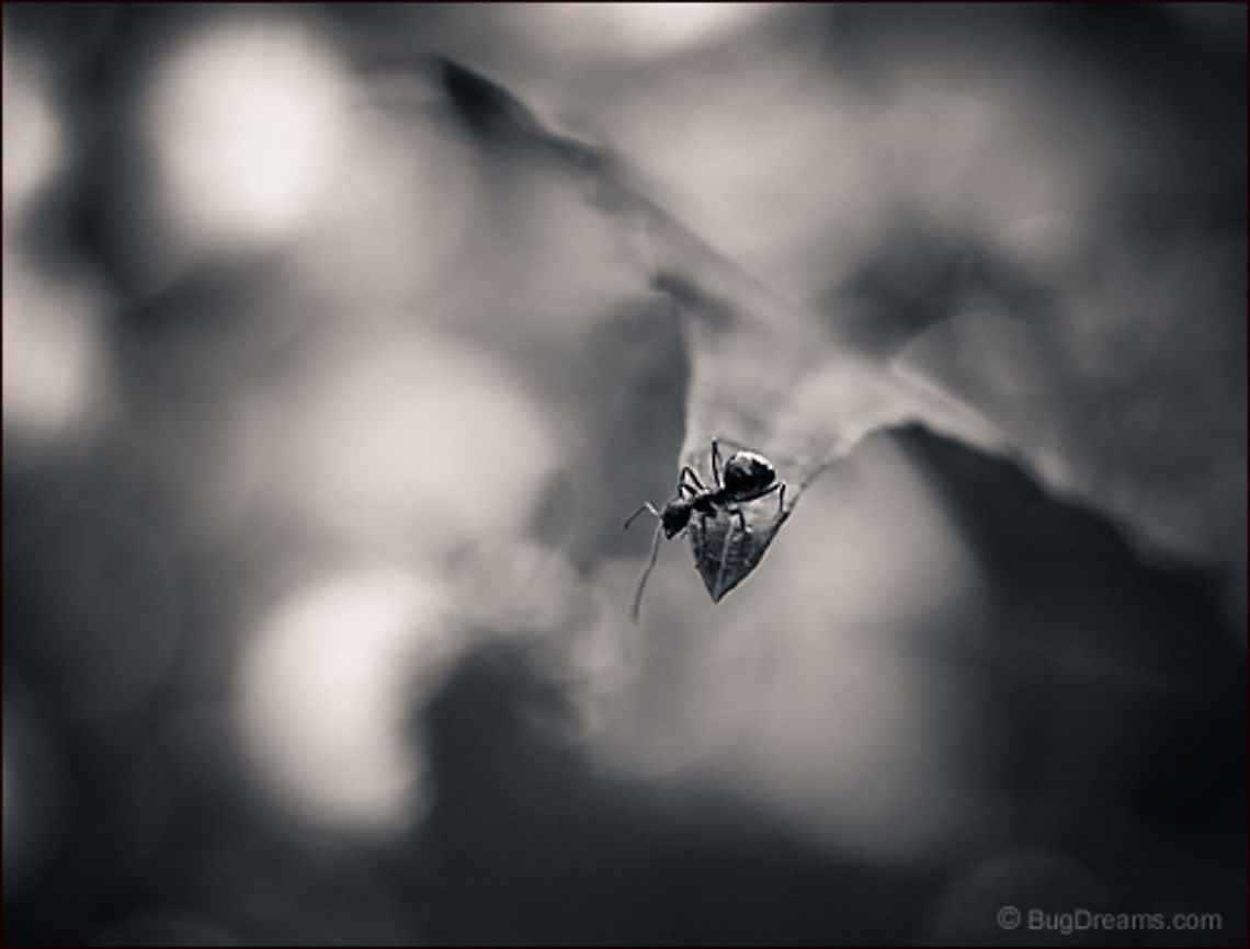 Stranded Between Worlds | Tetramorium caespitum After her shadow went missing, an ant<br />
 is stranded between worlds, a slave<br />
 to the spell of circles.<br />
<br />
Wild Light Post: <a href="http://www.bugdreams.com/archives/stranded/" rel="nofollow">http://www.bugdreams.com/archives/stranded/</a> Formicidae,Pavement ant,Tetramorium caespitum,ant,biodiversity,insect,invertebrate,leaf,nature,plant,road,wild
