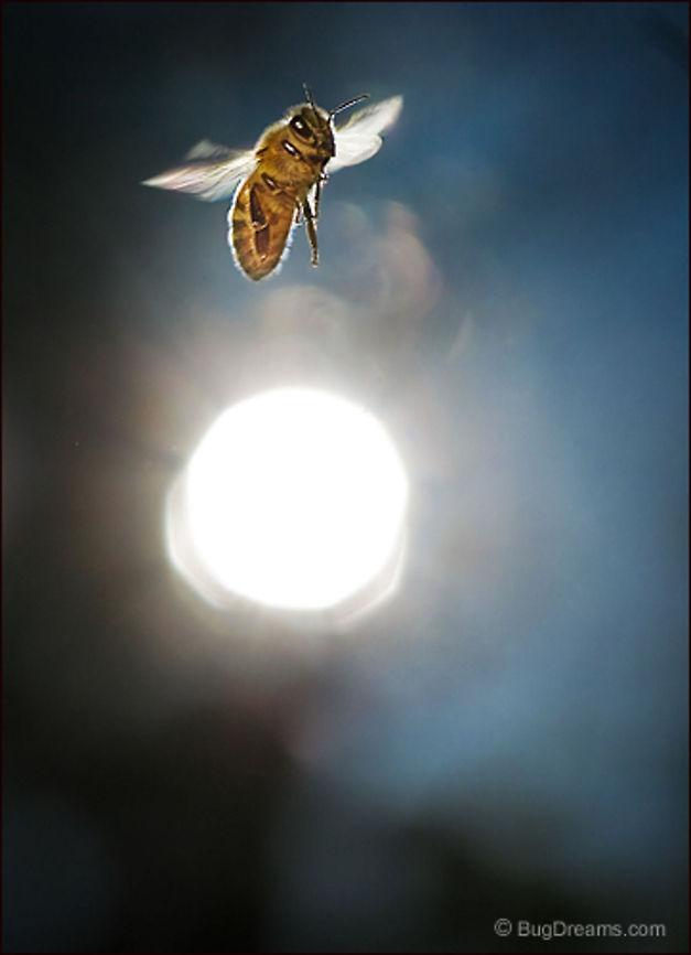 A Thousand Stars Burn | Apis mellifera Flying too close to the sun,<br />
closing her eyes,<br />
a thousand stars burn.<br />
<br />
Wild Light Post: <a href="http://www.bugdreams.com/archives/stars-burn/" rel="nofollow">http://www.bugdreams.com/archives/stars-burn/</a> Apis mellifera,Apis mellifera ligustica,Western honey bee,apis,bee,beekeeping,entomology,flight,flower,garden,hive,honey,honey bee,honeybee,insect,invertebrate,nature,pollen,pollinate,sun