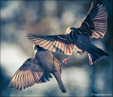 B-Movie | Passer domesticus Strangers meet for the first time, colliding
 in a spectacular B-movie climax.

Wild Light Post: http://www.bugdreams.com/archives/b-movie/ House Sparrow,Passer domesticus,bird,birdwatching,closeup,flight,motion,nature,passer domesticus,songbird,sparrow,wild,wildlife,wings
