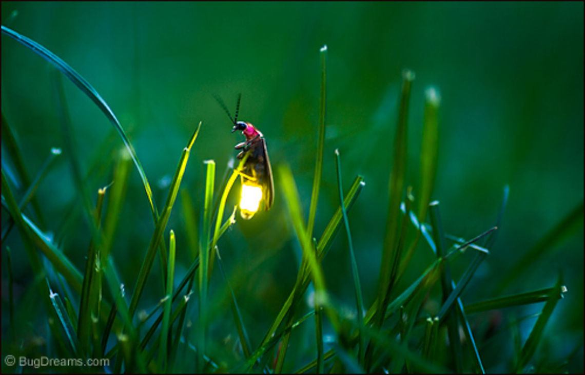 Waiting for Cupid | Photinus pyralis Waiting for cupid, she releases old photons<br />
 into the night, commanding lovers<br />
 to change direction.<br />
<br />
Wild Light Post: <a href="http://www.bugdreams.com/archives/cupid/" rel="nofollow">http://www.bugdreams.com/archives/cupid/</a><br />
 Photinus pyralis,Photinus pyralis Blow,beetle,big dipper,biodiversity,bioluminescence,common eastern firefly,cupid,dusk,eastern firefly,energy,evening,field,firefly,glow,glowworm,grass,insect,invertebrate,lampyridae
