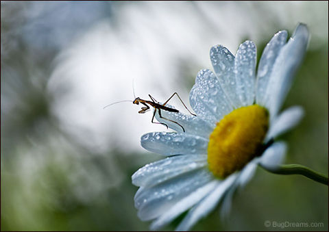 Magellan of the Garden | Tenodera aridifolia sinensis Magellan of the garden, a dewy demon
 caught on the bejeweled tip
 of the moon&rsquo;s shadow.

Wild Light Post: http://www.bugdreams.com/archives/magellan/ Chinese Mantis,Dictyoptera,Mantidae,Tenodera aridifolia sinensis,Tenodera sinensis,daisy,dew,entomology,flower,garden,insect,invertebrate,mantid,mantis,nymph,praying mantis