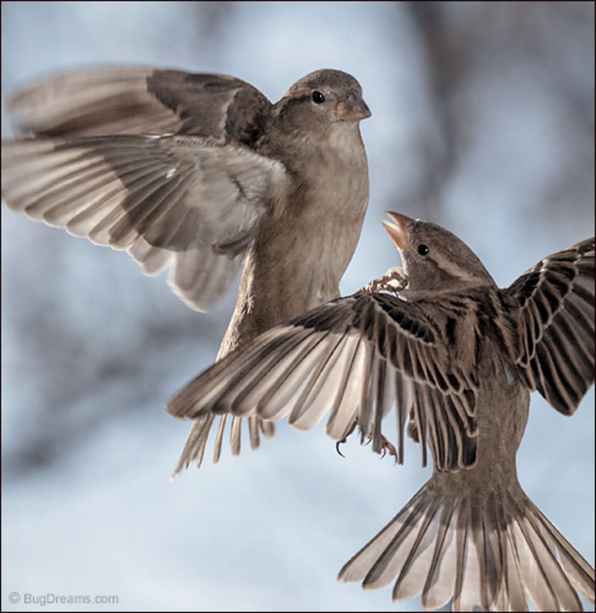 Petty Quarrels | Passer domesticus Buffeted by petty quarrels, songbirds lose<br />
 direction, forgetting their destination.<br />
<br />
Wild Light Post: <a href="http://www.bugdreams.com/archives/quarrels/" rel="nofollow">http://www.bugdreams.com/archives/quarrels/</a><br />
 House Sparrow,Passer domesticus,bird,birdwatching,flight,passer domesticus,songbird,sparrow,wild,wildlife,wings