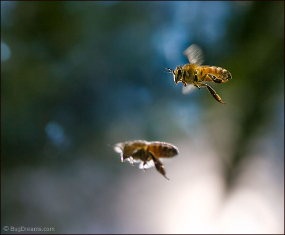 Golden Sirens | Apis mellifera Golden sirens warping time and space,<br />
 on a collision course with ancient gardens.<br />
<br />
Wild Light Post: <a href="http://www.bugdreams.com/archives/golden-sirens/" rel="nofollow">http://www.bugdreams.com/archives/golden-sirens/</a> Apis mellifera,Apis mellifera ligustica,European honey bee,Western honey bee,apis,bee,beekeeping,entomology,flight,flower,garden,hive,honey,honey bee,honeybee,insect,invertebrate,pollen,pollinate,sun
