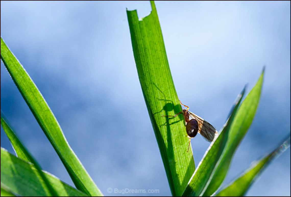 Shadow of the Queen | Prenolepis imparis Ruling a palace haunted by a treacherous<br />
 child bride, the newest queen casts<br />
 a small shadow over her kingdom.<br />
<br />
Wild Light Post: <a href="http://www.bugdreams.com/archives/winter-queen/" rel="nofollow">http://www.bugdreams.com/archives/winter-queen/</a> <br />
<br />
Winter ant Queen| Prenolepis imparis<br />
 False Honey Ant,Prenolepis imparis,Winter ant,ant,insect,invertebrate,plant,queen,wild,wildlife