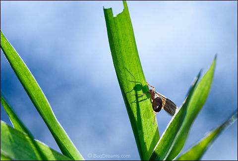 Shadow of the Queen | Prenolepis imparis Ruling a palace haunted by a treacherous
 child bride, the newest queen casts
 a small shadow over her kingdom.

Wild Light Post: http://www.bugdreams.com/archives/winter-queen/ 

Winter ant Queen| Prenolepis imparis
 False Honey Ant,Prenolepis imparis,Winter ant,ant,insect,invertebrate,plant,queen,wild,wildlife