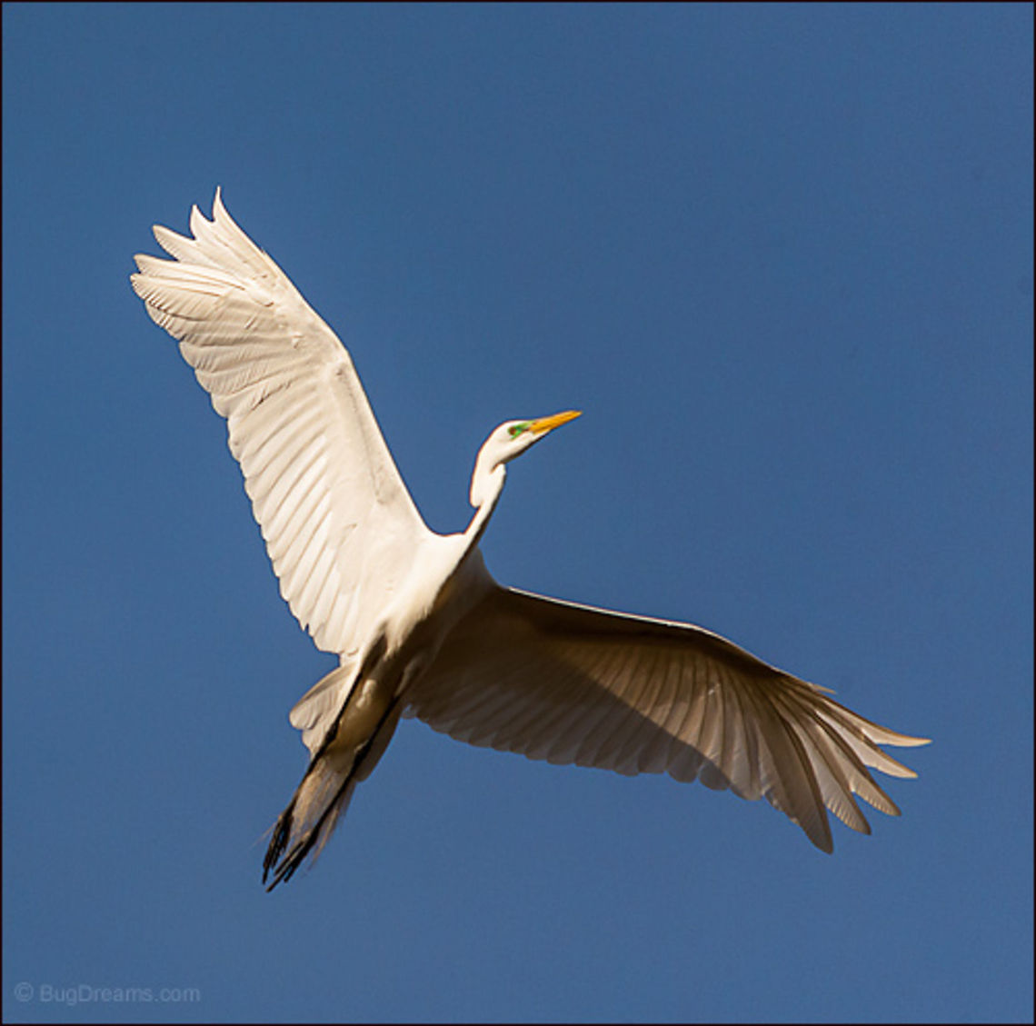 Modest God | Ardea alba Modest god of the air, a great egret<br />
 tries in vain to touch the sun.<br />
<br />
Wild Light Post: <a href="http://www.bugdreams.com/archives/modest-god/" rel="nofollow">http://www.bugdreams.com/archives/modest-god/</a> Ardea alba,Common Egret,Great Egret,Great White Egret,Large Egret Great,White Heron,bird,egret,feathers,flight,white,wild,wildlife,wings