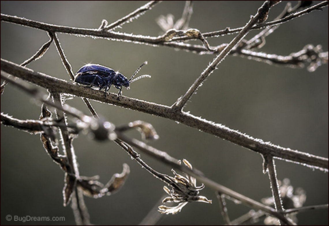 Stealthy Immigrant | Plagiodera versicolora A renegade from color runs wild, the ruins<br />
of salvaged spider-webs hiding<br />
a stealthy immigrant.<br />
<br />
Wild Light Post: <a href="http://www.bugdreams.com/archives/stealthy-immigrant/" rel="nofollow">http://www.bugdreams.com/archives/stealthy-immigrant/</a> Plagiodera versicolora,Willow Leaf Beetle,beetle,biodiversity,insect,invertebrate,nature,wildlife