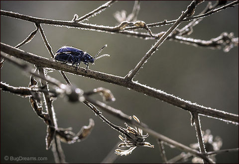 Stealthy Immigrant | Plagiodera versicolora A renegade from color runs wild, the ruins
 of salvaged spider-webs hiding
 a stealthy immigrant.

Wild Light Post: http://www.bugdreams.com/archives/stealthy-immigrant/ Plagiodera versicolora,Willow Leaf Beetle,beetle,biodiversity,insect,invertebrate,nature,wildlife