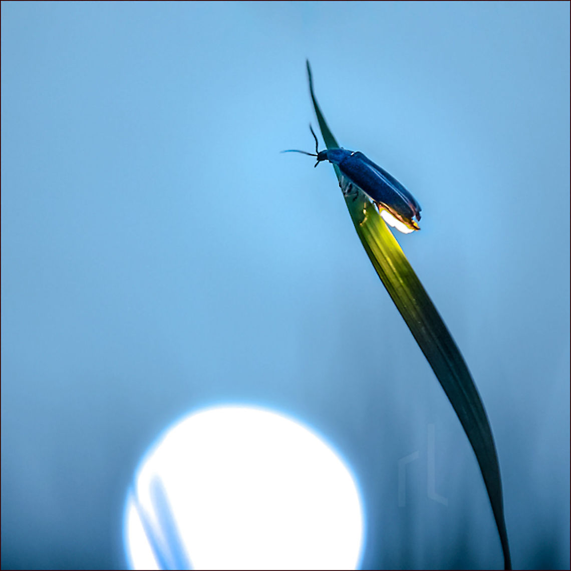 Flirting with the Moon Twilight seduction - Flirting with the Moon.<br />
    &bull;      Photinus pyralis &bull; Big dipper firefly Common eastern firefly,Photinus pyralis,United States,beetle,biodiversity,bioluminescence,common eastern firefly,dusk,energy,evening,firefly,glow,glowworm,grass,insect,invertebrate,lampyridae,light,lightning bug,luciferase