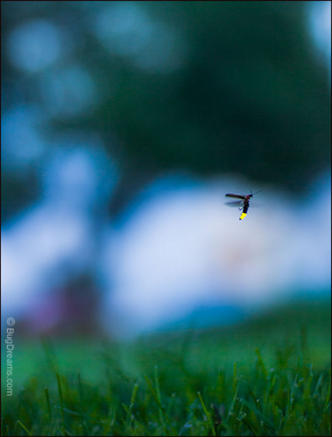 Last Sparks | Photinus pyralis Unlucky lovers, last sparks of the summer<br />
 dancing to the end of love, tracing flights<br />
 of fireflies past.<br />
<br />
Wild Light Post: <a href="http://www.bugdreams.com/archives/last-sparks/" rel="nofollow">http://www.bugdreams.com/archives/last-sparks/</a><br />
 Photinus pyralis,Photinus pyralis Blow,beetle,biodiversity,bioluminescence,dusk,eastern firefly,energy,evening,field,firefly,glow,glowworm,grass,insect,invertebrate,lawn,light,lightning bug,luciferase