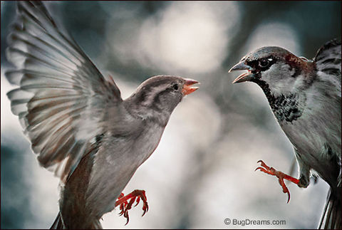Gravity Fails | Passer domesticus An argument over lost love is tangled up
 in harsh words, a grudge nurtured past
 the point where gravity fails. House Sparrow,Passer domesticus,bird,birdwatching,flight,passer domesticus,songbird,sparrow,wild,wildlife,wings