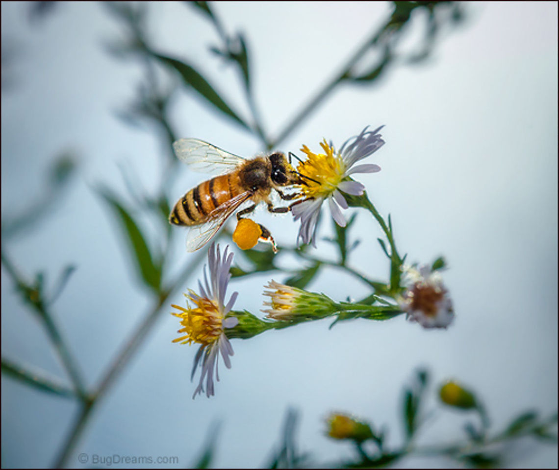 Picking a Daisy's Pocket | Apis mellifera A golden retrieval artist picks a daisy&#039;s pocket,<br />
 no rest for a greedy hive&#039;s obsessive search.<br />
<br />
Wild Light Post: <a href="http://www.bugdreams.com/archives/picking-a-pocket/" rel="nofollow">http://www.bugdreams.com/archives/picking-a-pocket/</a> Apis mellifera,Apis mellifera ligustica,European honey bee,Italian honey bee,Western honey bee,apis,bee,beekeeping,daisy,flight,flower,garden,honey bee,honeybee,insect,invertebrate,pollen,pollinate,sun,wings