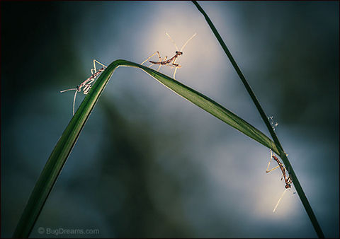 Three Newborn Demons | Tenodera aridifolia sinensis A gang of doppelg&auml;ngers at play,
 three newborn demons are too small to ignore.

Wild Light Post: http://www.bugdreams.com/archives/demons-2/
 Chinese Mantis,Dictyoptera,Mantidae,Tenodera aridifolia sinensis,Tenodera sinensis,entomology,garden,grass,green,insect,invertebrate,mantid,mantis,nature,nymph,praying mantis