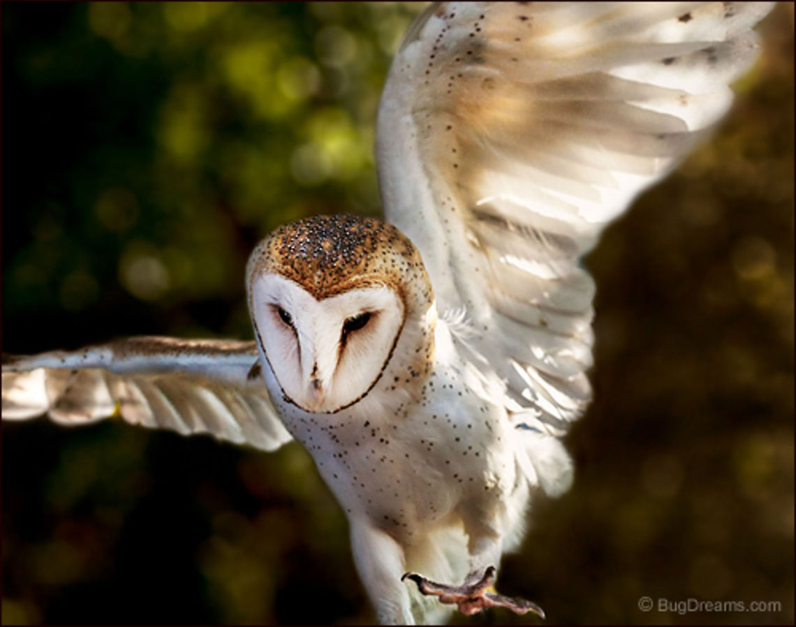 Theories of the Wind | Tyto alba A barn owl takes another step in a race to oblivion,<br />
 my theories of the wind are all blown away.<br />
<br />
Wild Light Post: <a href="http://www.bugdreams.com/archives/wind-theory/" rel="nofollow">http://www.bugdreams.com/archives/wind-theory/</a><br />
 Barn Owl,Tyto alba,birds,flight,owl,predator,raptor,wild,wildlife,wings