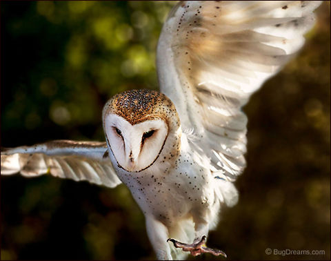 Theories of the Wind | Tyto alba A barn owl takes another step in a race to oblivion,
 my theories of the wind are all blown away.

Wild Light Post: http://www.bugdreams.com/archives/wind-theory/
 Barn Owl,Tyto alba,birds,flight,owl,predator,raptor,wild,wildlife,wings