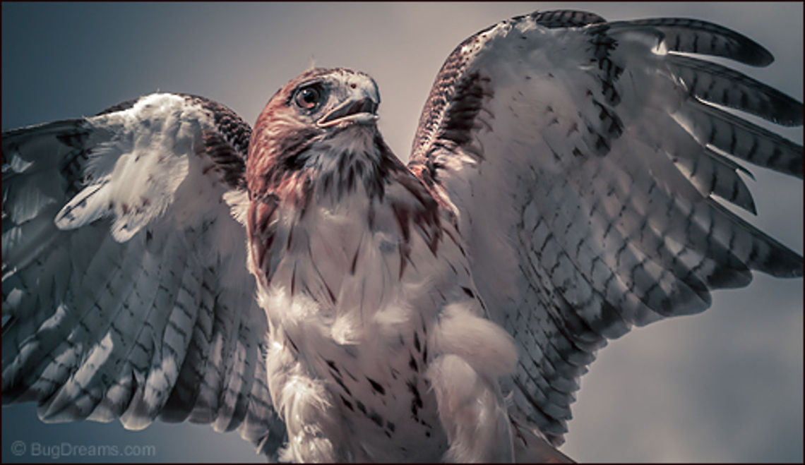 HawkFest A Red-tailed Hawk on a collision course with a comet.<br />
<br />
Red-tailed Hawk | Buteo jamaicensis Buteo jamaicensis,Red-tailed Hawk,animal,bird,flight,fly,freedom,hunter,motion,nature,raptor,wild,wildlife,wing