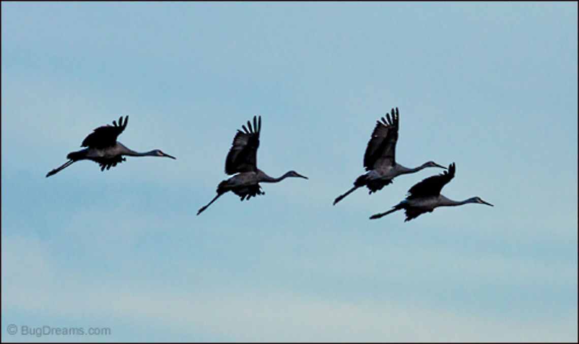 Last Dinosaur Flying | Grus canadensis Last Dinosaur Flying<br />
<br />
Sandhill Cranes still trying to outrun time,<br />
 bringing tales from lost wetlands.<br />
<br />
Wild Light Post: <a href="http://www.bugdreams.com/archives/last-dinosaur/" rel="nofollow">http://www.bugdreams.com/archives/last-dinosaur/</a><br />
 CraneFest,Grus canadensis,Sandhill Crane,bird,flight,wetlands,wild,wildlife,wings