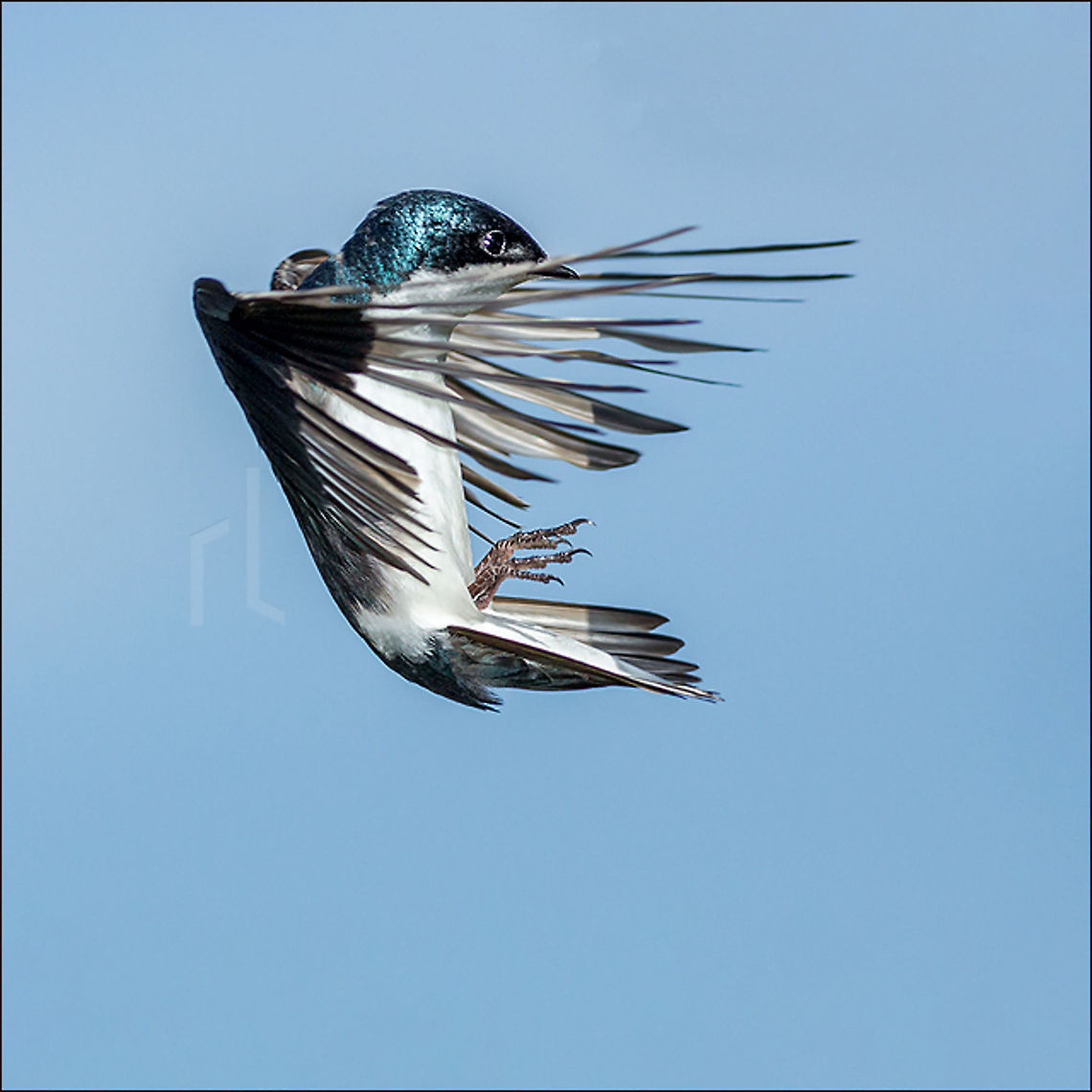 Splitting the sky Tree Swallow in flight<br />
<br />
 Geotagged,Summer,Tachycineta bicolor,Tree Swallow,United States,bird,flight,swallow,wild,wildlife,wings