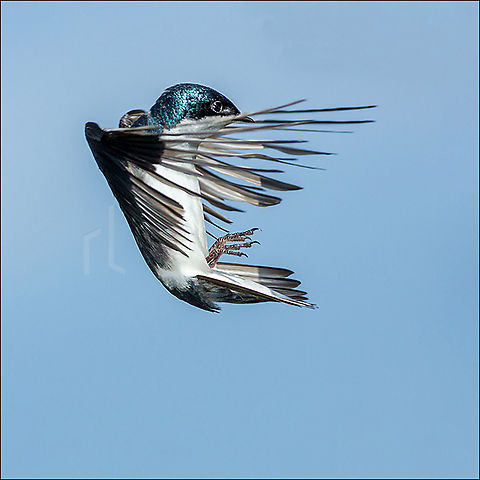 Splitting the sky Tree Swallow in flight

 Geotagged,Summer,Tachycineta bicolor,Tree Swallow,United States,bird,flight,swallow,wild,wildlife,wings