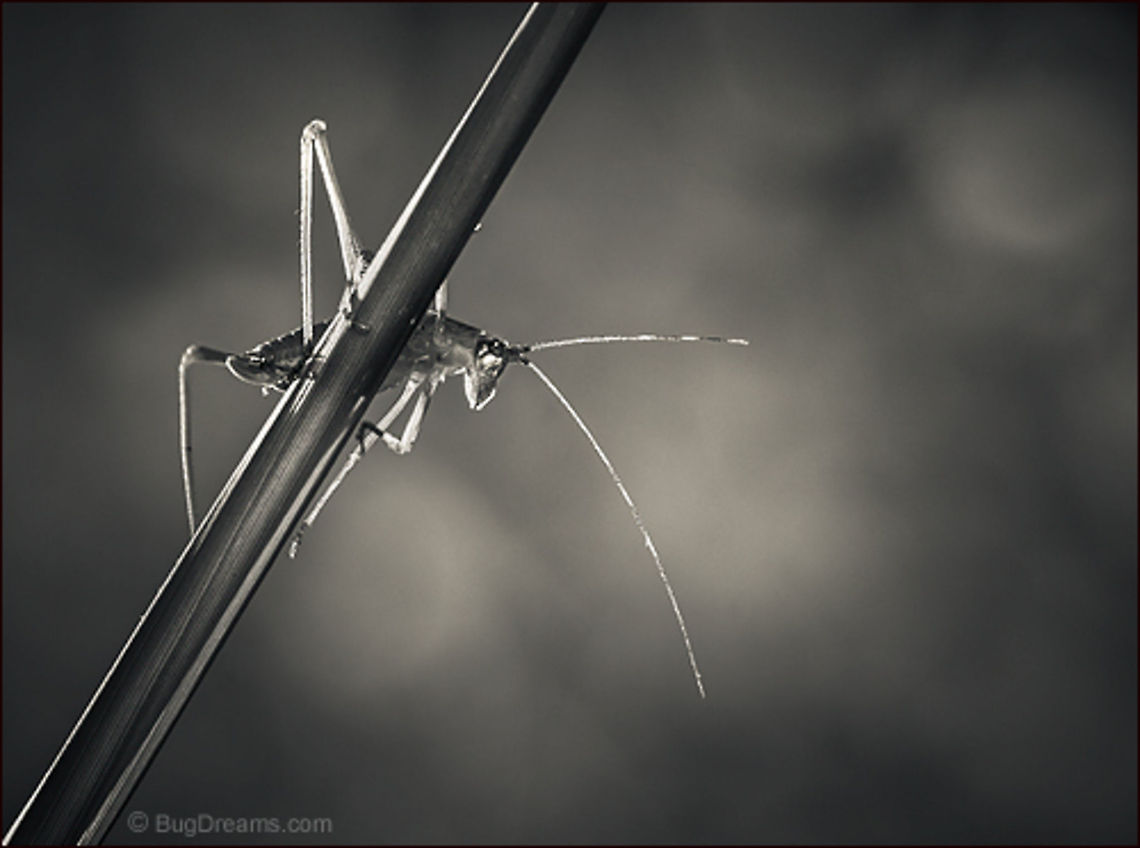 Passport to Eternity | Katydid A katydid has a passport to eternity,<br />
a jumping-off point above<br />
the dimming stars.<br />
<br />
Wild Light Post: <a href="http://www.bugdreams.com/archives/passport/" rel="nofollow">http://www.bugdreams.com/archives/passport/</a> Tettigoniidae,biodiversity,bush-cricket,insect,invertebrate,katydid,long-horned grasshopper,nature,wildlife
