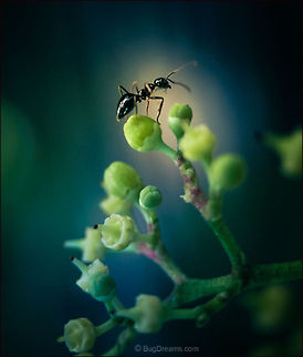 Shadow Universe | Tetramorium caespitum Ruler of a shadow universe of dark matter,
 rounding up ghost stars skittering
 down gravity wells.

Wild Light Post: http://www.bugdreams.com/archives/shadow-universe/ Formicidae,Pavement ant,Tetramorium caespitum,ant,biodiversity,insect,invertebrate,nature,road,wild,wildlife